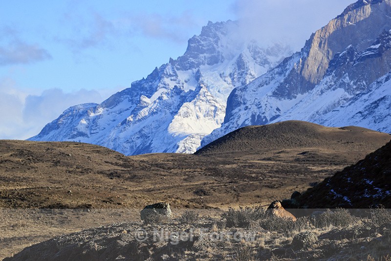 Pumas (adult and cub) in Patagonia landscape, Torres del Paine, Chile - Puma