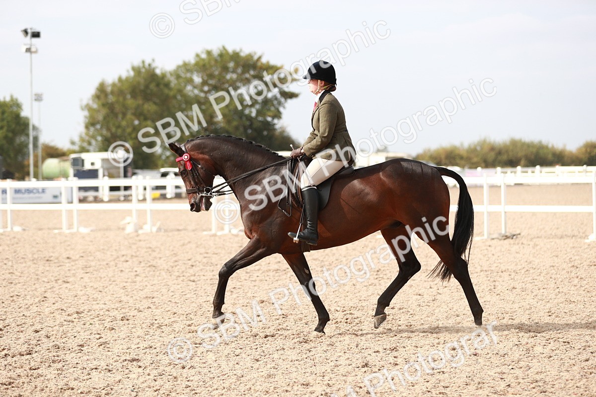 SBM_17522 - Class 215 Ridden Hack/ Riding Horse