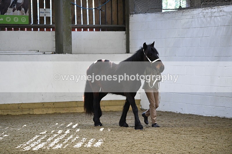 WJ5_3339 - Class 1 Youngstock