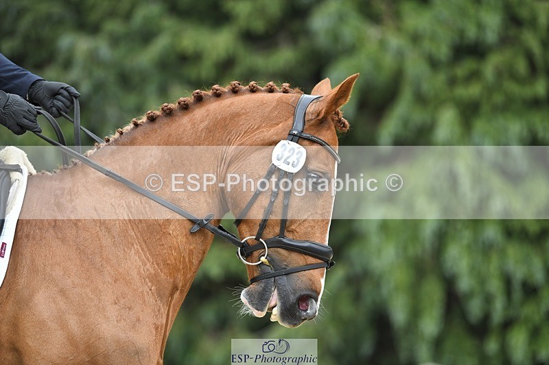 230525-144215-03161 - 323-CHESTNUT_BOBBY-Molly_Fletcher-WEDTrotUp+DR