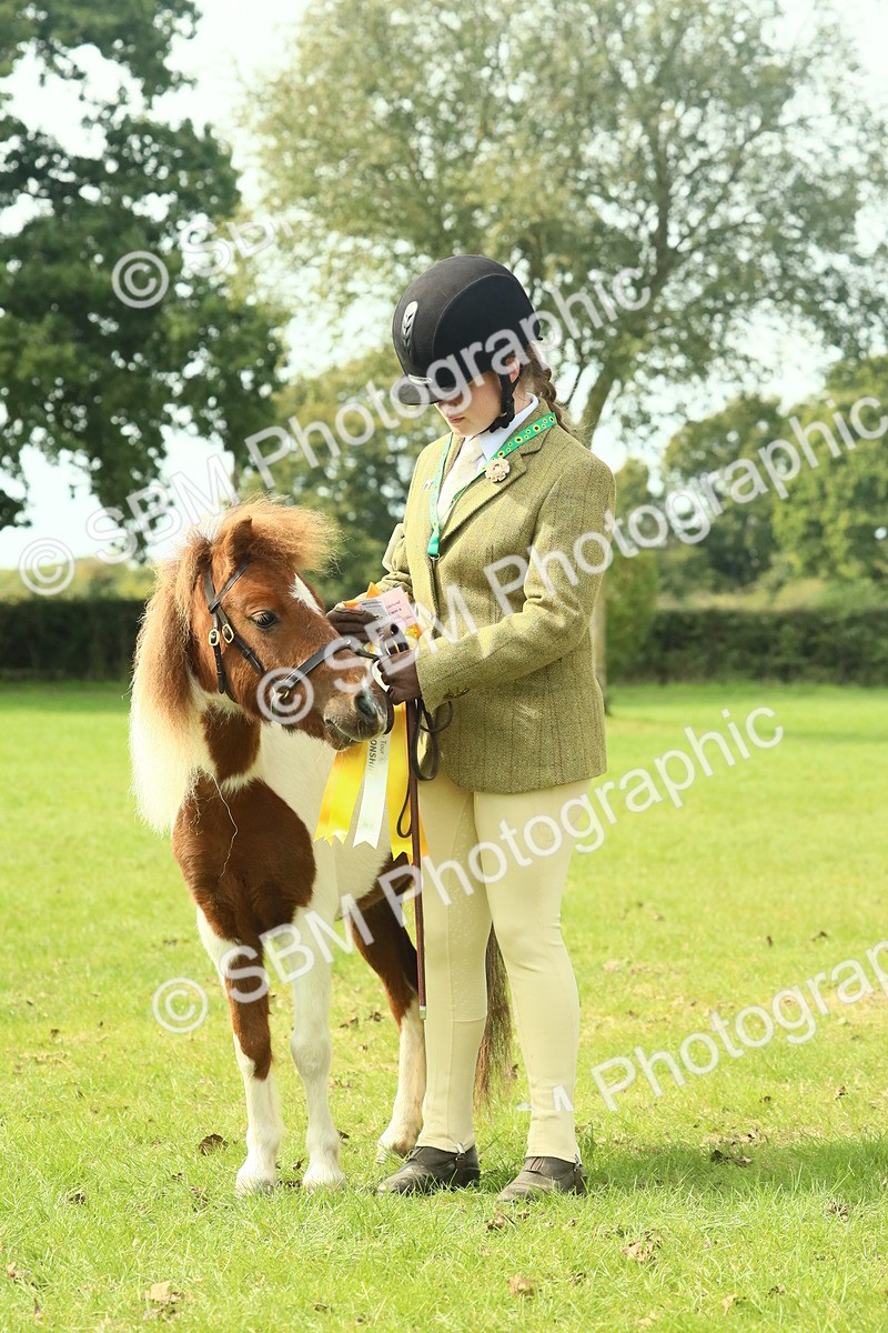 SBM_66765 - S34 - Rehabilitated Rescue Horse & Pony In Hand & Ridden