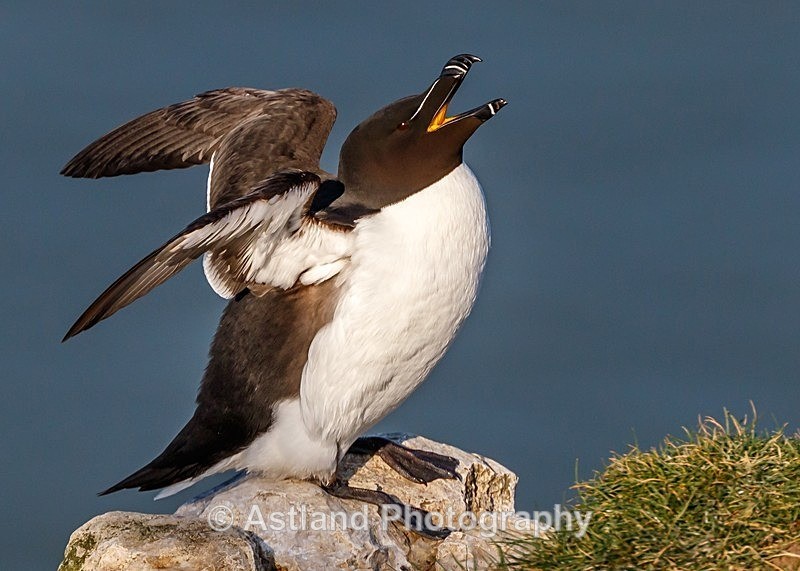 Razorbill 1 - Guillemots,Razorbills