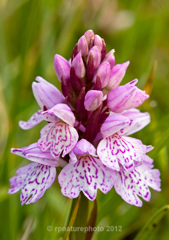 Heath Spotted Orchid - Dactylorhiza maculata RPNP0028 - Flowers