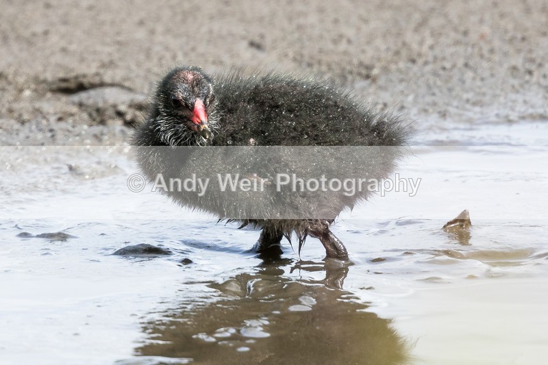 20160809-8E0A7437 - Rails & Coots