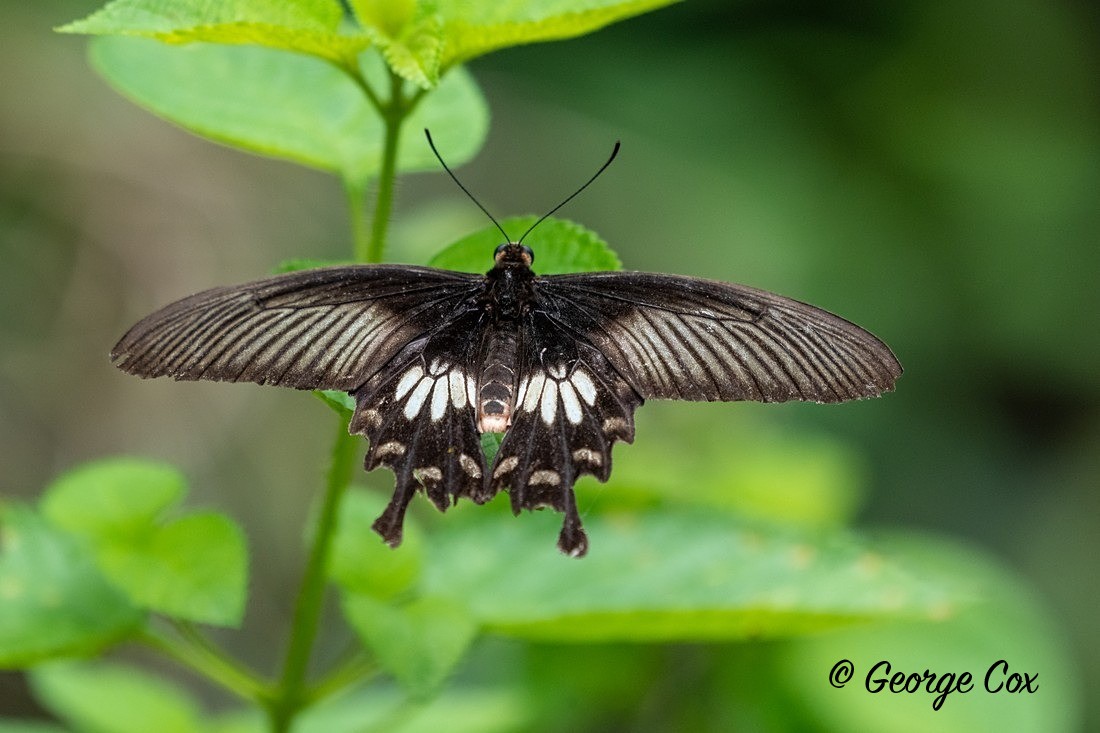 Common Rose - Sri Lanka