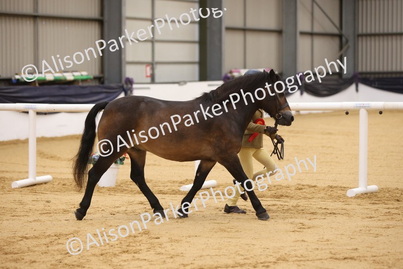 20260913-1156 - Class 110 - Bred In Other In Hand