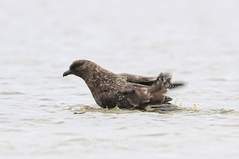 Brown Skua bathing, Sea Lion Island, Falklands - Falkland (Brown) Skua