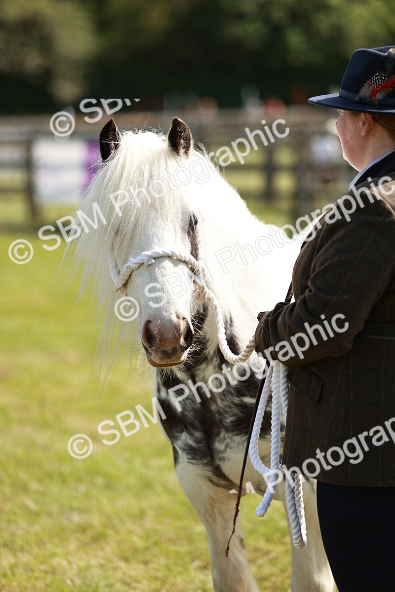SBM_08661 - Class 63-65 - Traditional Gypsy Cobs In Hand & Ridden