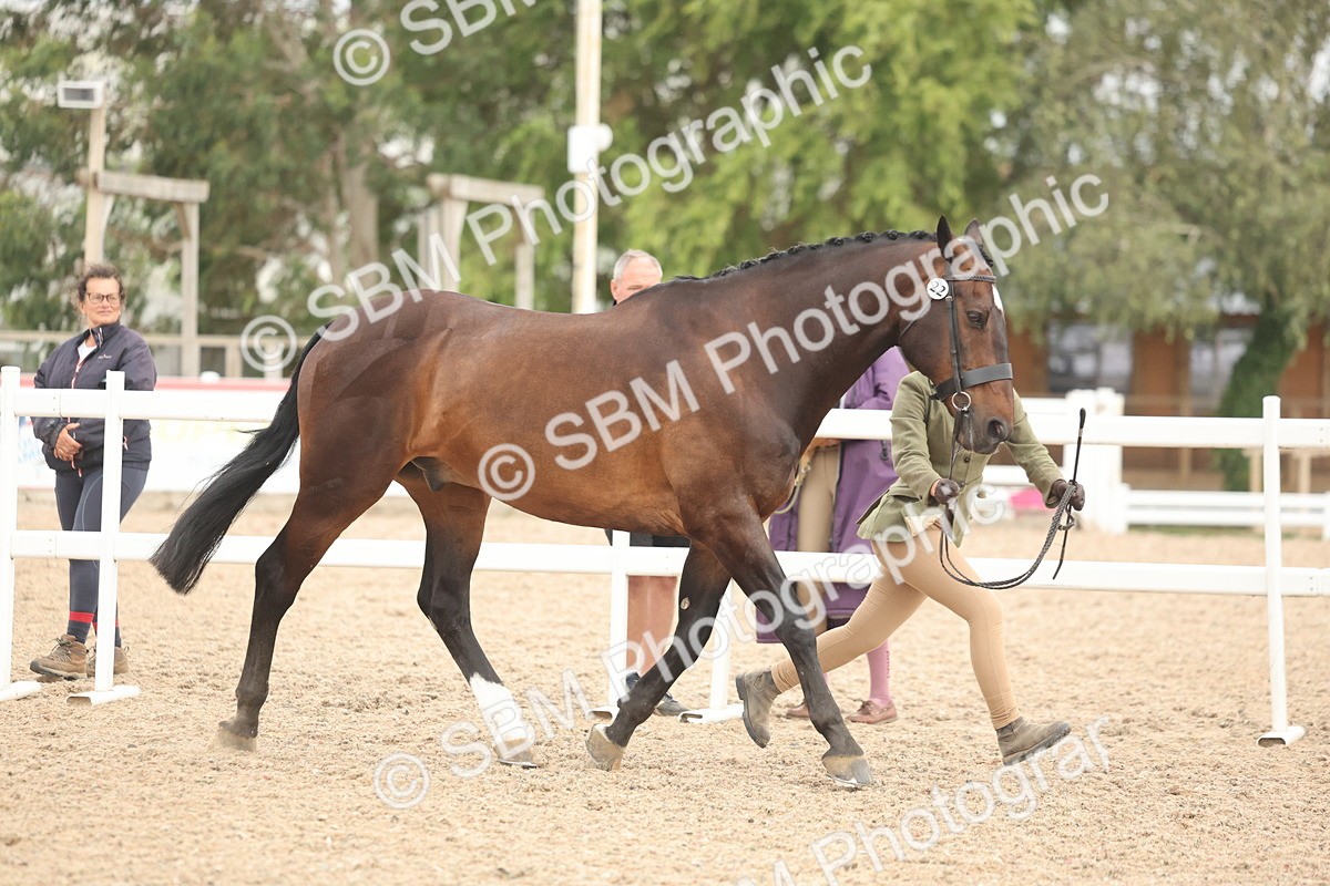 SBM_19808 - Class 318 - IH Part Bred Horse-Pony
