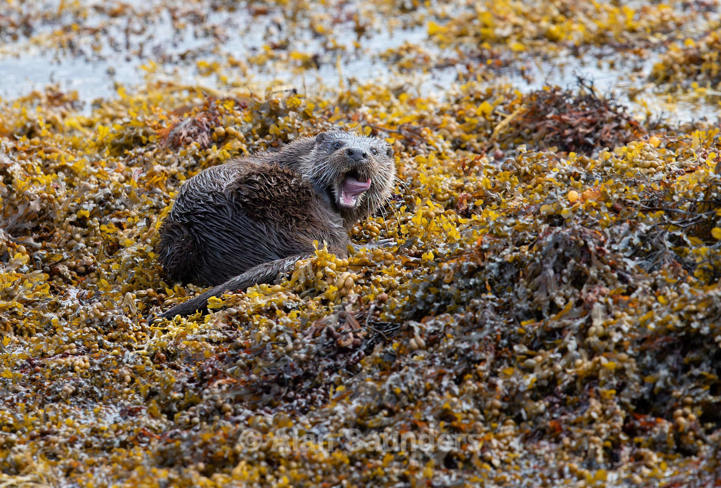 Eurasian Otter 30
