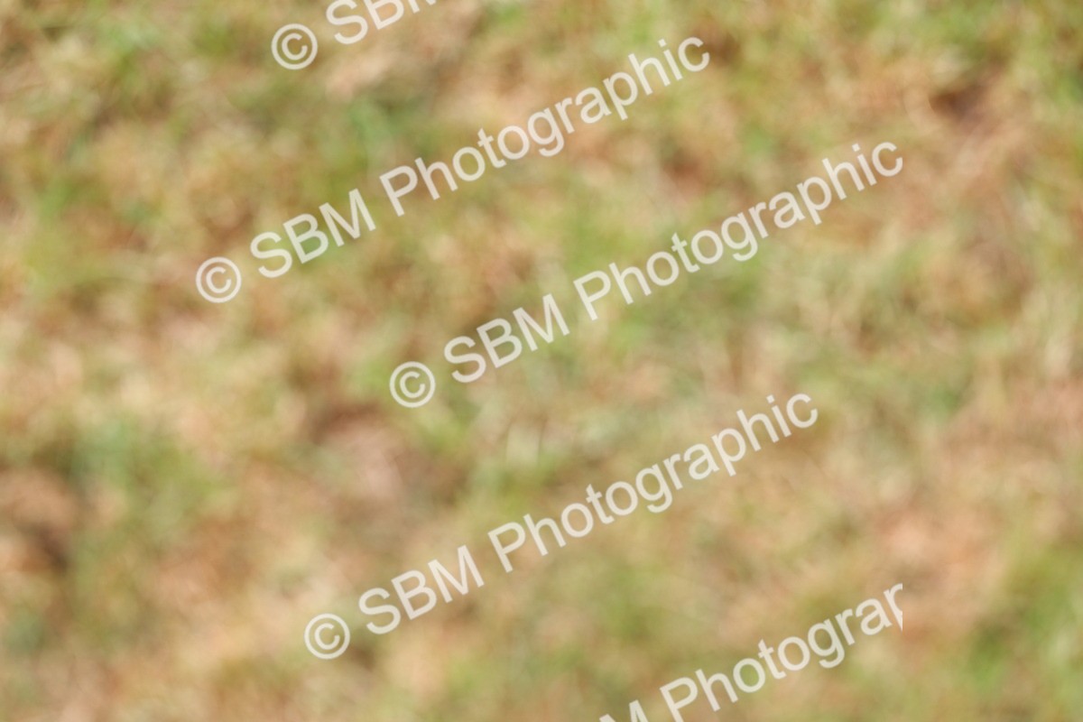 SBM_02985 - Class 9-11 Side Saddle including LIHS Rising Star Ladies Show Horse