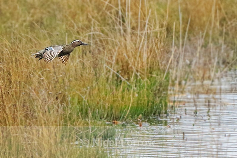 Garganey gliding on landing approach, Stratfield Brake, Oxfordshire - Garganey