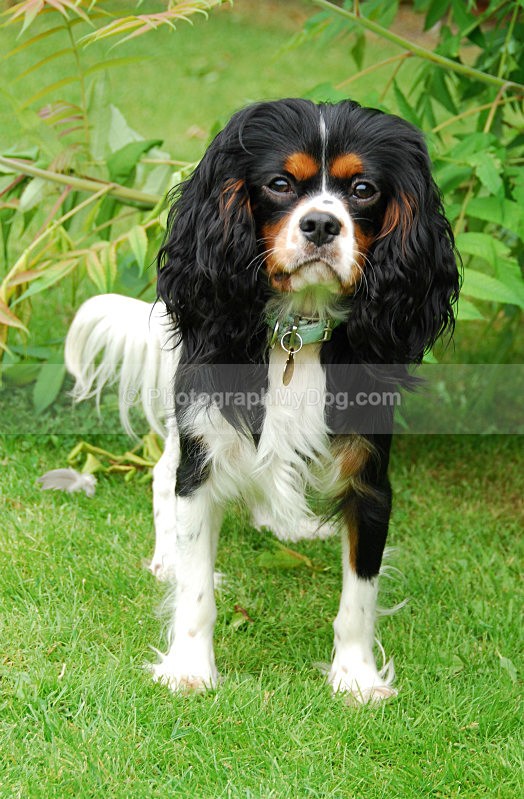  - Cavalier King Charles Spaniels