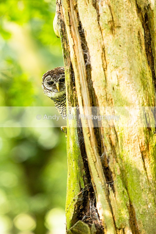 20140705-3K8A2696 - Captive Birds