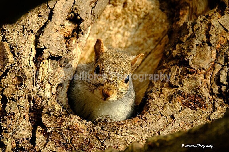  - Wildlife and Nature