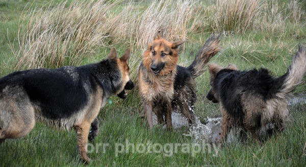  - Dogs