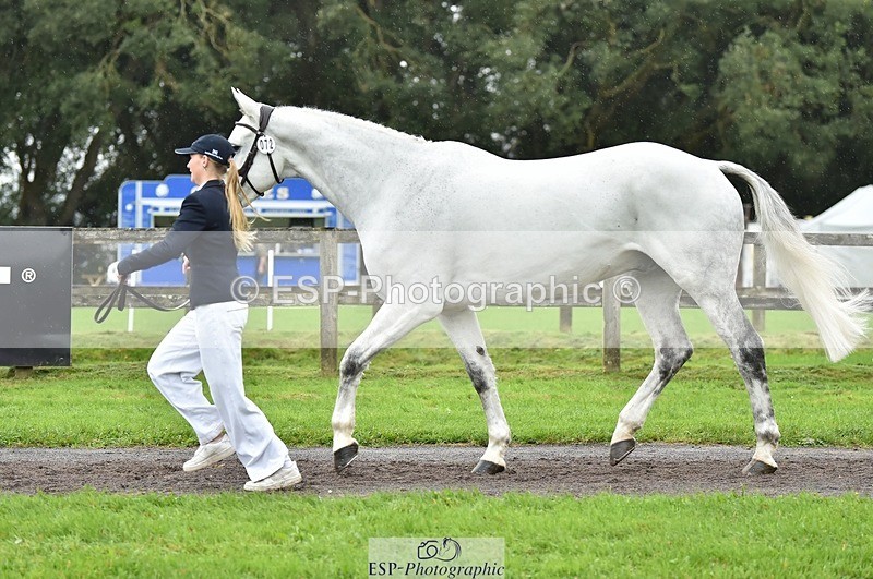 231018-125124-00574 - 072-CARROW.IROKO-Alice.England-TrotUp