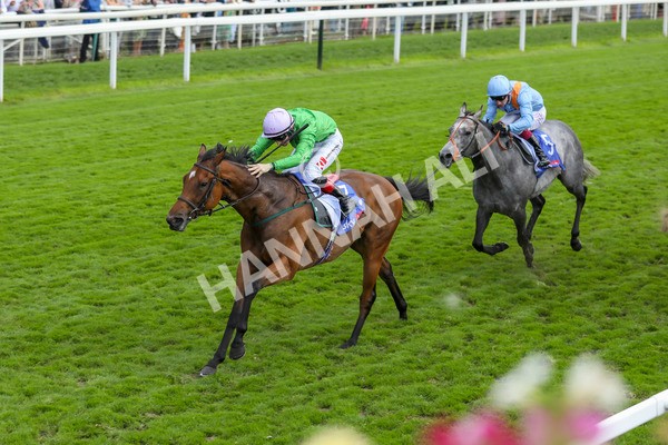 240824-Race 3-Breege-8976 - Race 3 3.00pm Sky Bet City Of York Stakes