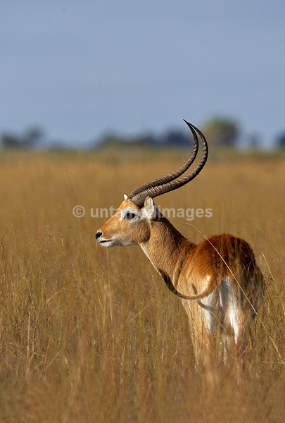 Red Lechwe - Botswana