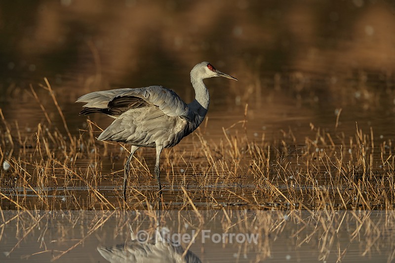 Sandhill Crane with wings raised, Bosque del Apache, New Mexico - Sandhill Crane
