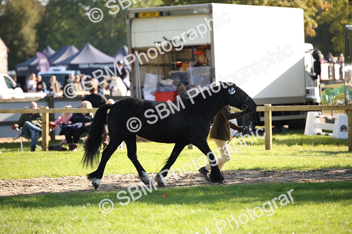 SBM_36563 - S10 - Best In Hand Horse & Pony
