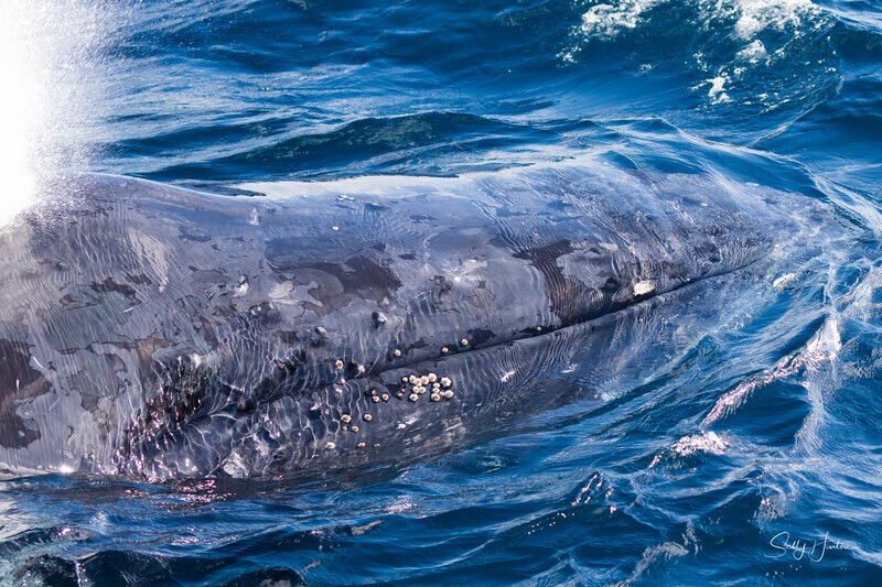 0A3A7961. Nose only 5 - 2023 Whale Photos
