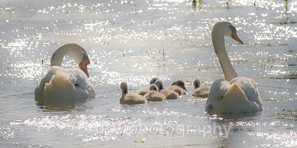 Family Outing - DL Size Cards