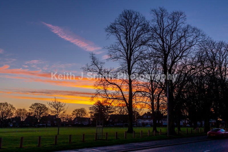 0SKJ9172 - Trees in Abington Park