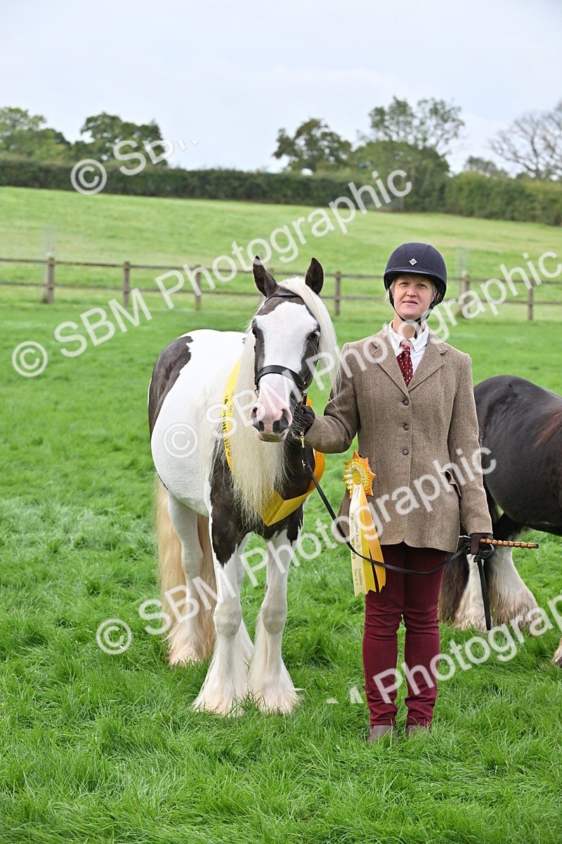SBM_56972 - S45 - Coloured Pony In Hand