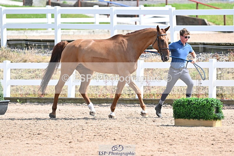 240717A-154144-02983 - Trot Up 3pm to 4pm