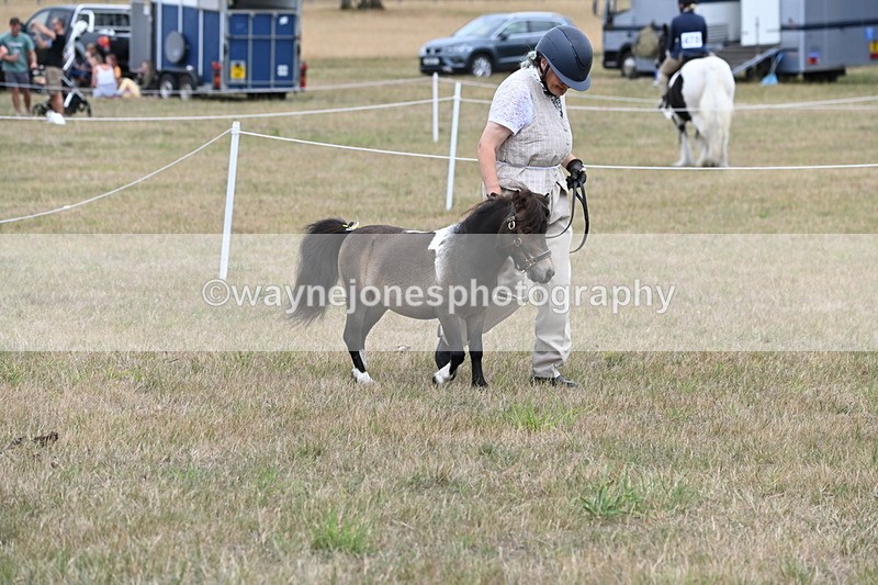 WJ6_5246 - Class 18 In-hand Coloured