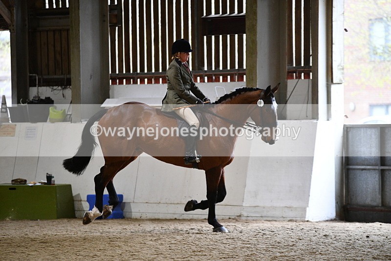 WJ5_9010 - Class 15 Ridden Show Horse