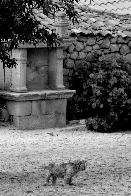 Blended - B&W01
