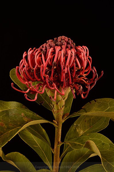  - STILL LIFE ORIGINS - 2011