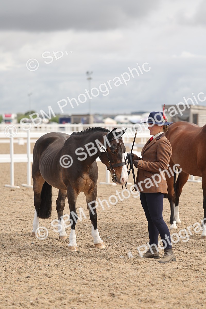 SBM_04455 - Class 18 - Handsomest Gelding (IH or Ridden)