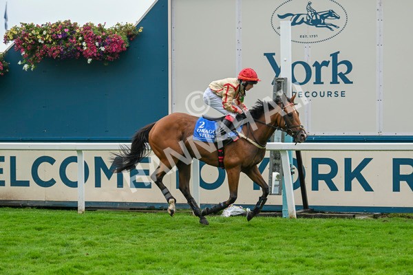 080924-Pony Race-8566 - Pony Race 1.00pm The Dragon (TV and Film) Studios Pony Race 148cm & Under