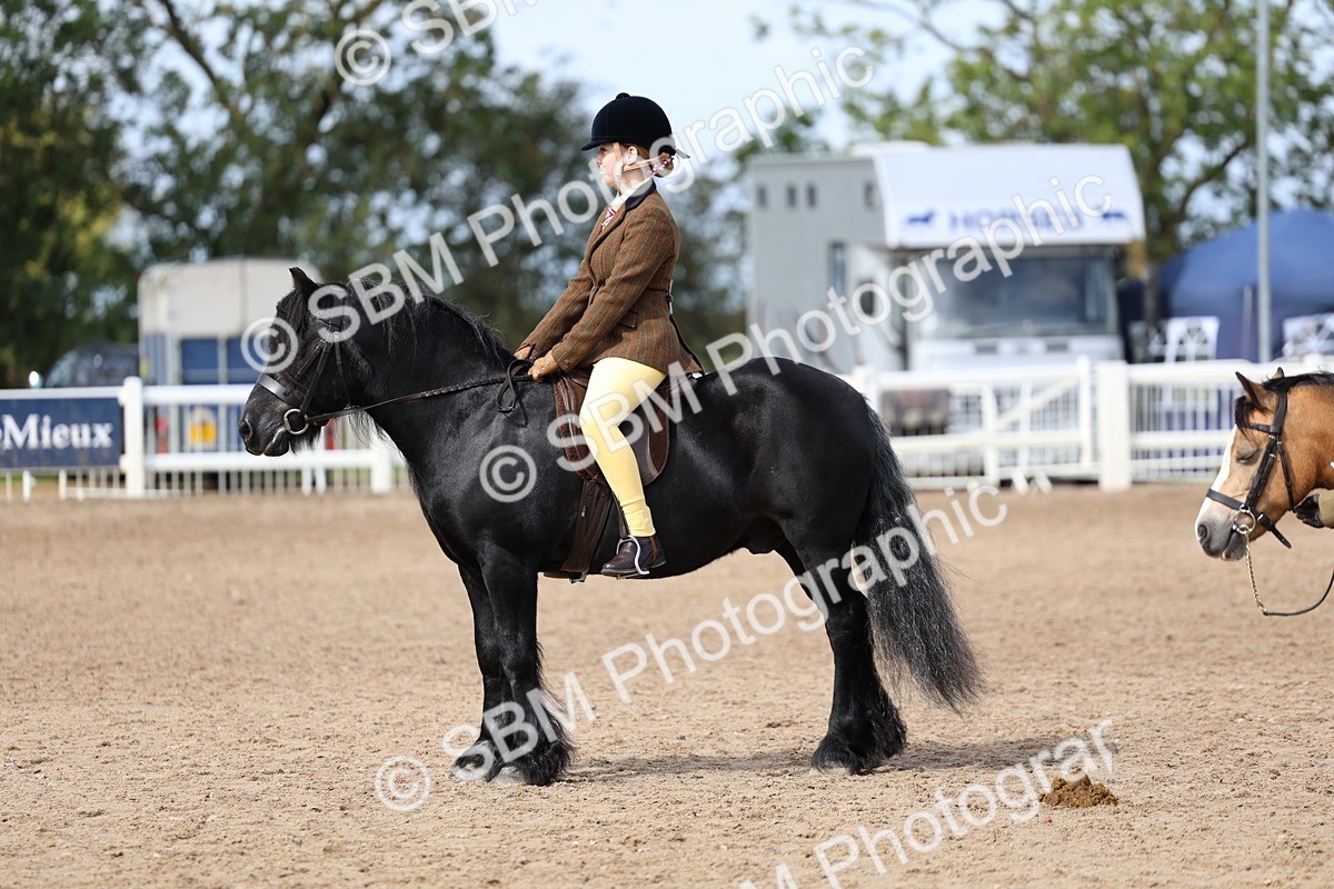 SBM_02389 - Class 19 - Horse or Pony Judge would most like to take home