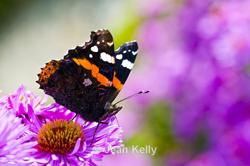 Butterfly - 7255 - Insects