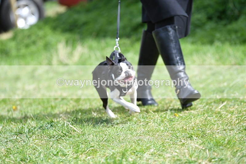 WJ5_0442 - Class 7 Best Terrier