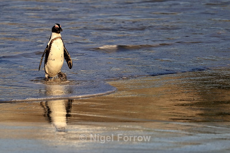 African Penguin reflection, Foxy Beach, South Africa - African Penguin