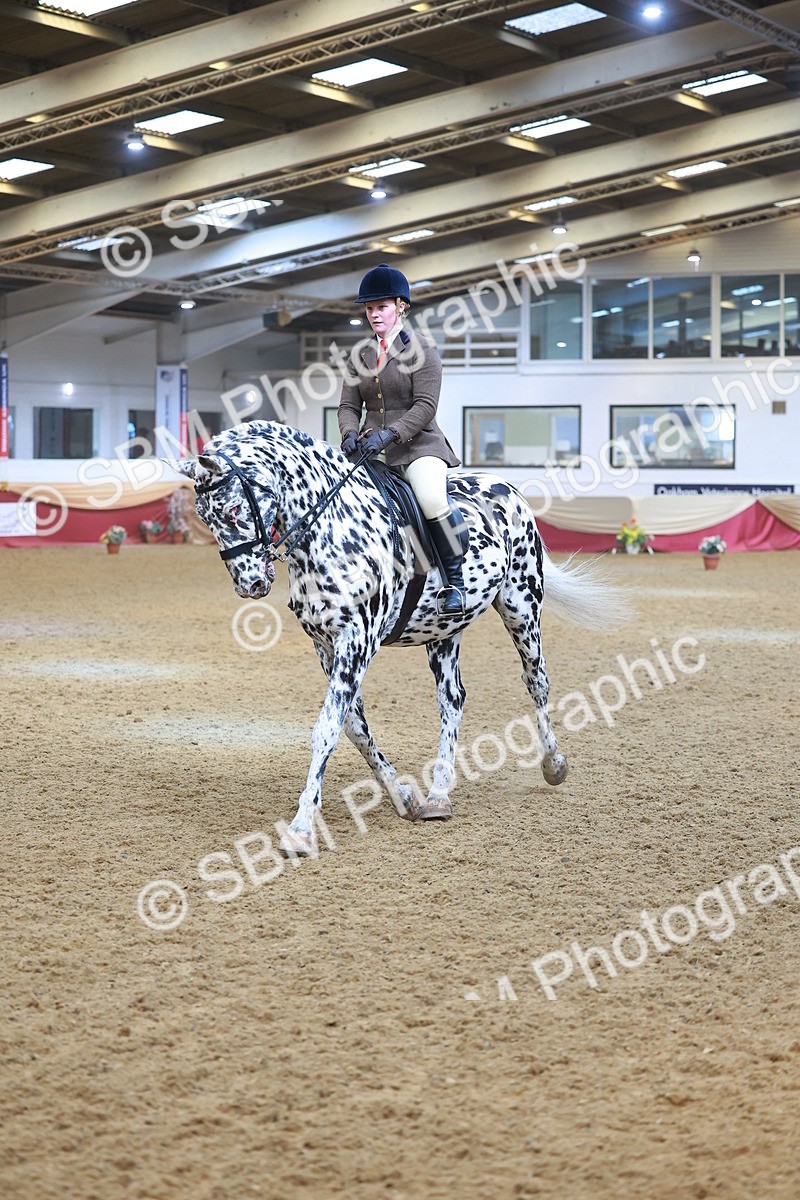 SBM_12503 - Class 103 - HOYS Veteran Qualifier - Ridden Pre Vet