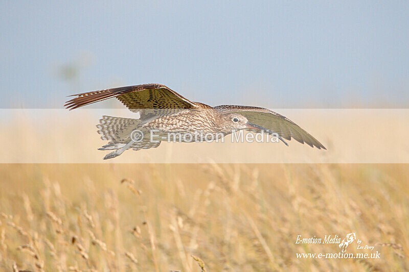 050720 -190911a - Nature