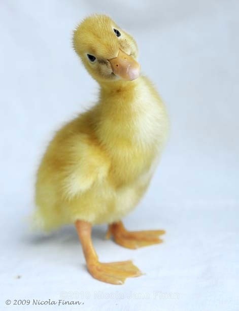 433jpg - Animals