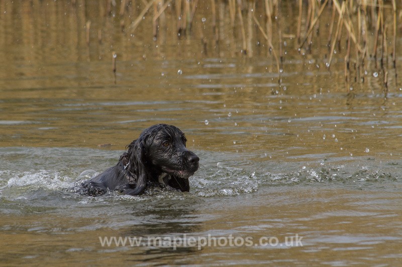 Spaniel at Play - Dogs!