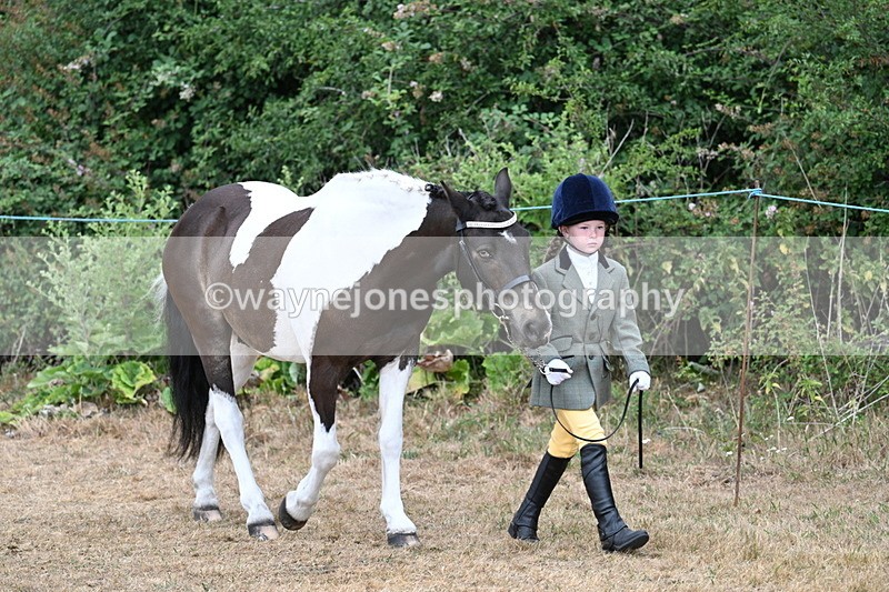 WJ7_9443 - Class 5 Most Handsome Gelding (up to 14.2hh)