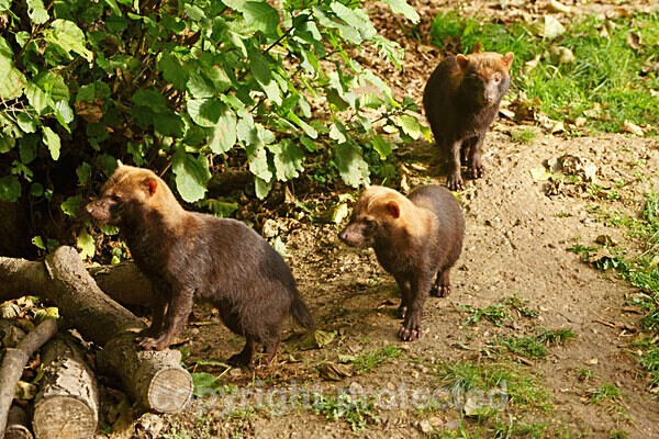 Bush Dogs - Other Wildlife Species