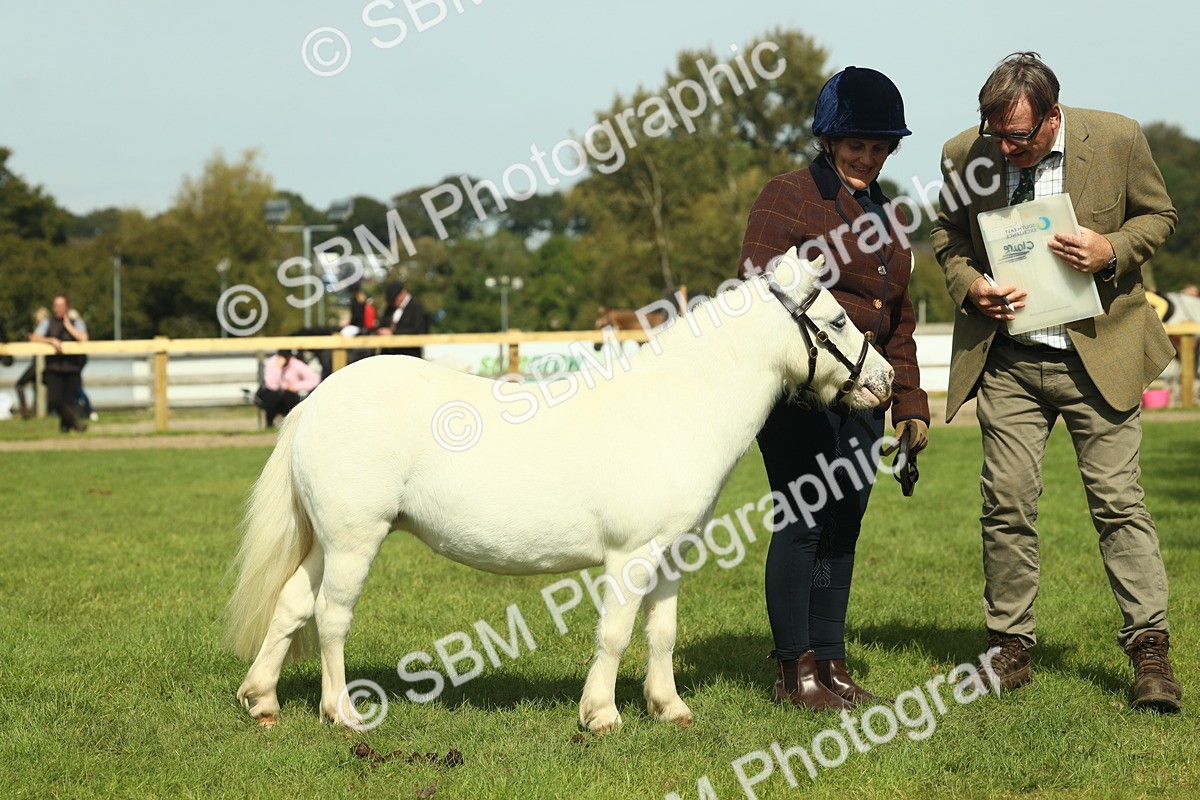 SBM_66675 - S34 - Rehabilitated Rescue Horse & Pony In Hand & Ridden