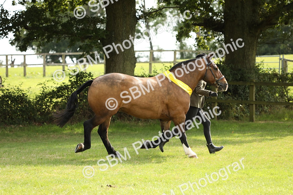 SBM_66265 - In Hand Pony & Youngstock Supreme Championship