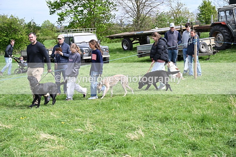 WJ6_8863 - Class 8 Best Working / Gun Dog or Bitch