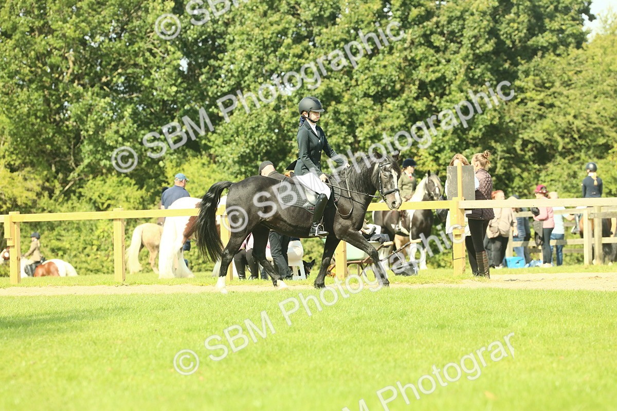 SBM_66537 - S34 - Rehabilitated Rescue Horse & Pony In Hand & Ridden
